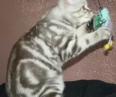 Яркий шоколадный мраморный шотландский котик страйт . .. - 2