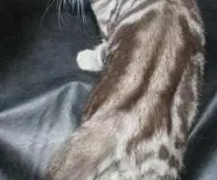 Яркий шоколадный мраморный шотландский котик страйт . .. - 3