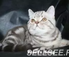 Яркий шоколадный мраморный шотландский котик страйт . .. - 4