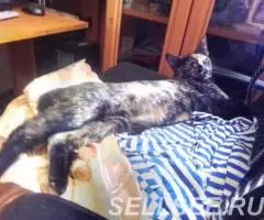 Кошка 8 месяцев стерильная, привита, очень редкий окрас - 2