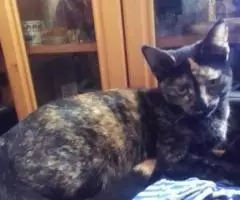 Кошка 8 месяцев стерильная, привита, очень редкий окрас - 3