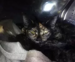 Кошка 8 месяцев стерильная, привита, очень редкий окрас - 4