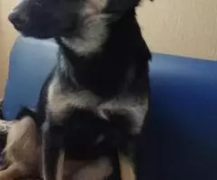 Волшебная, веселая, ласковая девочка Веша ищет семью - 3