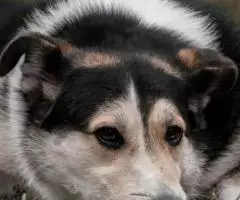 Дарвин очень хочет быть домашним - 2