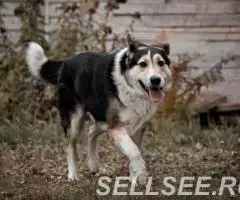 Дарвин очень хочет быть домашним - 3