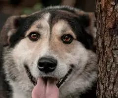 Дарвин очень хочет быть домашним - 4