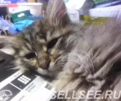 Милка киса 1 год стерильная, привита , здорова - 2