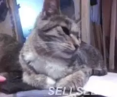 Милка киса 1 год стерильная, привита , здорова - 3