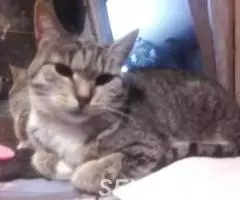 Милка киса 1 год стерильная, привита , здорова - 4