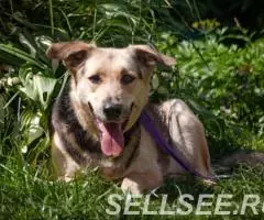 Монти, дев. 1,5 года - 2