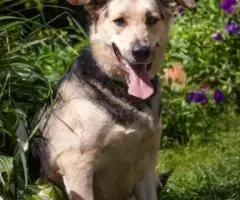 Монти, дев. 1,5 года - 3