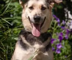 Монти, дев. 1,5 года - 4