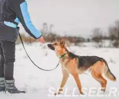 Пристраиваем в добрые руки кобель 3- лет , здоровый, ... - 2