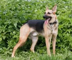 Пристраиваем в добрые руки кобель 3- лет , здоровый, ... - 3