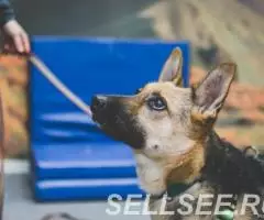 Пристраиваем в добрые руки кобель 3- лет , здоровый, ... - 4