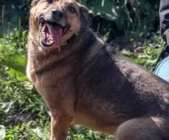 Масяня ищет свой дом - 2