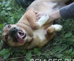 Масяня ищет свой дом - 4