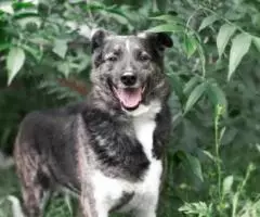 Аврора - невероятно аристократическая собака, с уникальным ... - 2