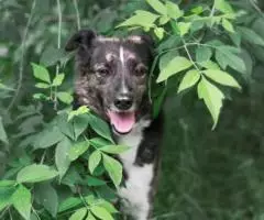 Аврора - невероятно аристократическая собака, с уникальным ... - 3