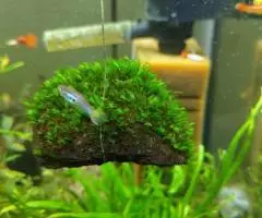 Мох fissidens sp. Miroshaki на лаве. - 2