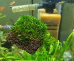 Мох fissidens sp. Miroshaki на лаве. - 3