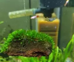 Мох fissidens sp. Miroshaki на лаве. - 4