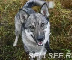 Яркая, молодая и позитивная, энергичная собака Стрелка ищет ... - 2