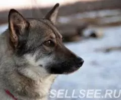 Яркая, молодая и позитивная, энергичная собака Стрелка ищет ... - 3