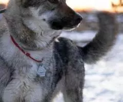 Яркая, молодая и позитивная, энергичная собака Стрелка ищет ... - 4