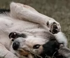 Дарвин выжил, что бы жить - 4