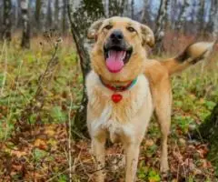 Мики ищет свой дом где ее любят - 2