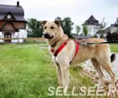 Мики ищет свой дом где ее любят - 3