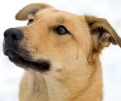 Мики ищет свой дом где ее любят - 4