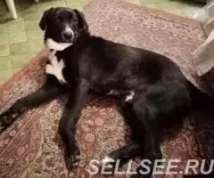 В самые надёжные руки. - 2