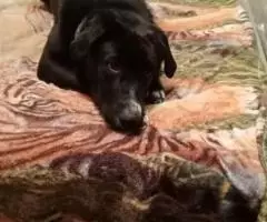 В самые надёжные руки. - 3