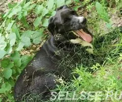 В самые надёжные руки. - 4