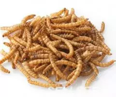 Мучной червь хрущак - корм для насекомоядных животных