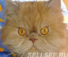 Коты-кошки на передержку. - 2