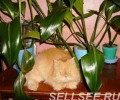 Коты-кошки на передержку. - 3