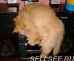 Коты-кошки на передержку. - 4