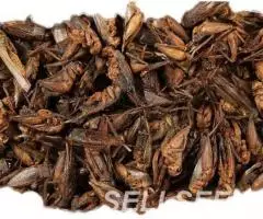 Сушёные сверчки - корм для насекомоядных животных - 2