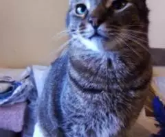 Макс, около 3х лет ищет свой дом - 2