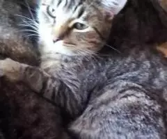 Макс, около 3х лет ищет свой дом - 3