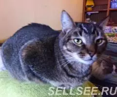 Макс, около 3х лет ищет свой дом - 4