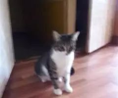 Маруся скромная кошечка около 3 лет, стерилизованная. - 2