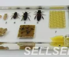 Коллекция Развитие медоносной пчелы акрил - 2