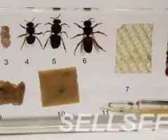 Коллекция Развитие медоносной пчелы акрил - 3