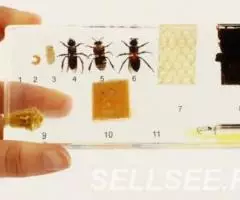 Коллекция Развитие медоносной пчелы акрил - 4