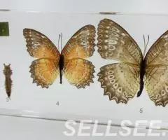 Коллекция Развитие бабочки акрил - 2