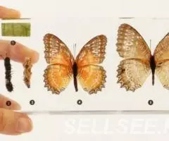 Коллекция Развитие бабочки акрил - 3